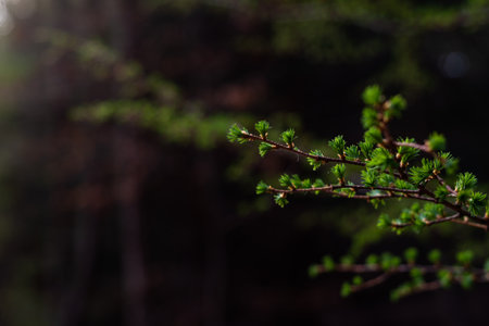 Photo of Young, green larch (larix) needles. selective focus. Perfect for background. copy space.の写真素材