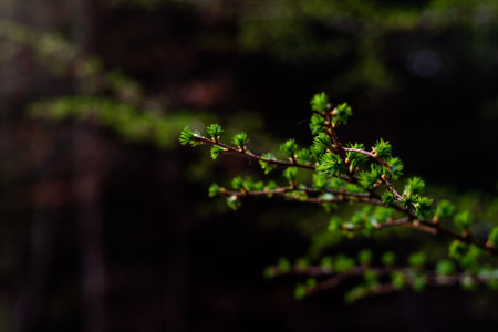 Photo of Young, green larch (larix) needles. selective focus. Perfect for background. copy space.の写真素材