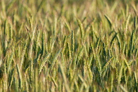 Photo of Young (green) rye field. selective focus. Perfect for background.の写真素材
