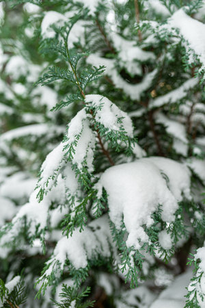 Photo of White snow on christmas evergreen trees. Green spruce closeup. Fresh snow on branches.の写真素材