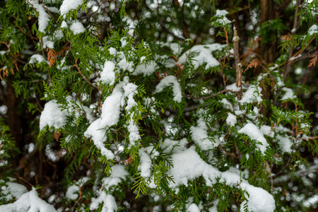 Photo of White snow on christmas evergreen trees. Green spruce closeup. Fresh snow on branches.の写真素材