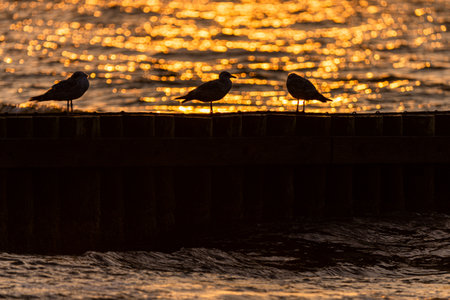 Photo of seagull sitting on the wooden breakwater. Sunset time, Baltic Sea, Poland.の写真素材