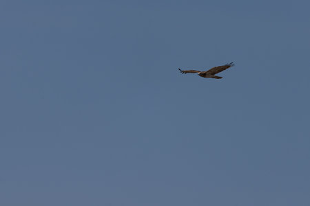 Photo of Beautiful flying hawk. Clear blue sky as background.