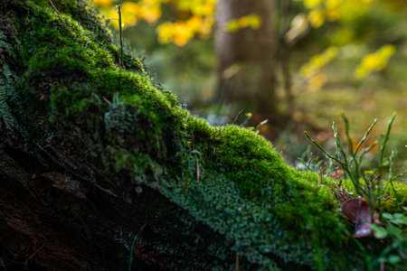 Photo of Green moss in the forest. Moss detail close up with selective focus.の写真素材