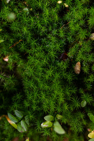 Photo of Green moss growing in the forest. Top view.の写真素材