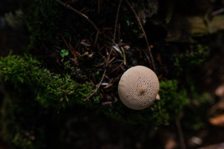 Photo of Puffball mushroom growing in the wild forest. Close up. Selective focus.の写真素材