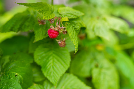 Photo of Wild red raspberry growing on bush. Close-up.