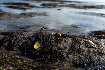 Close-up of a shell resting on wet seaweed-covered rocks during low tide, with sunlight reflecting...