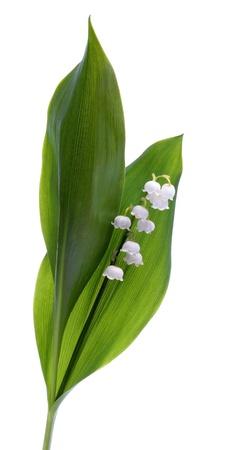 Lilly of the valley isolated on white backgroundの写真素材