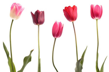 Different color tulips isolated on white backgroundの写真素材