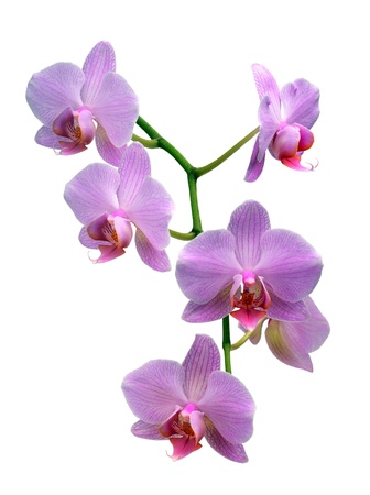 Pink orchid branch isolated on white backgroundの写真素材