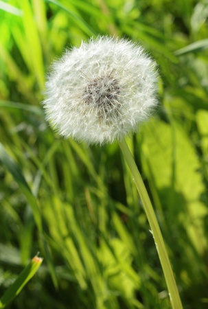 White downy dandelion on a green grassの写真素材