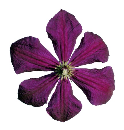 Beautiful violet clematis isolated on white backgroundの写真素材