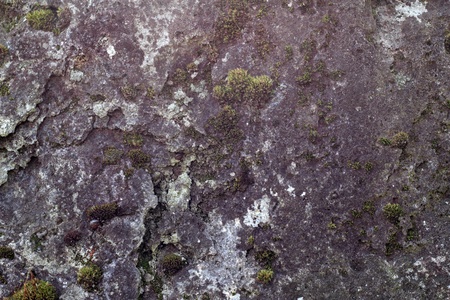 Background: old granite stone overgrown with moss の写真素材