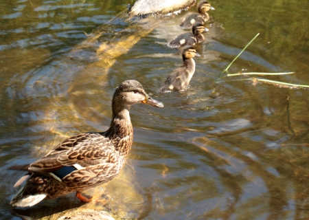 Mother duck with her small ducklings on the water backgroundの写真素材