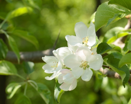 Apple flowers over natural green backgroundの写真素材