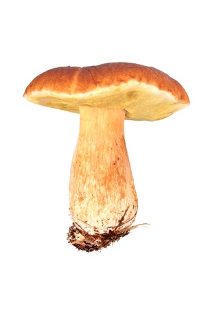 Boletus edulis isolated on white backgroundの写真素材