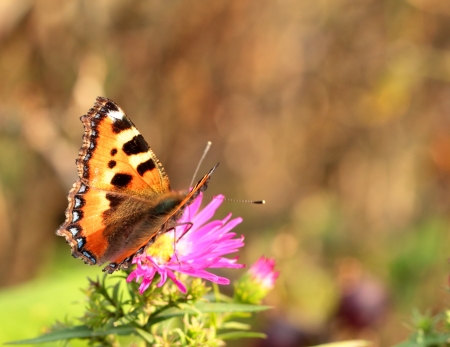Small tortoiseshell butterfly on a green backgroundの写真素材