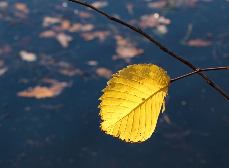 Single autumn leaf on the water backgroundの写真素材