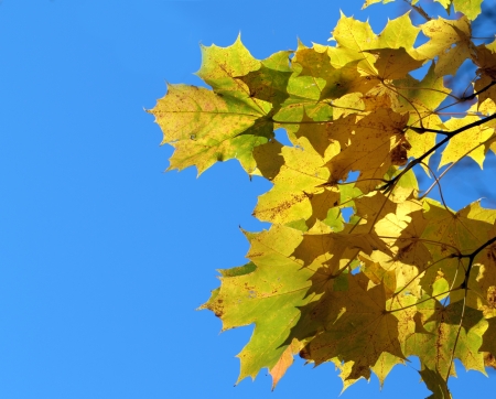 Autumn maple leaves over the blue skyの写真素材