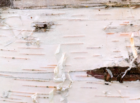 White birch bark texture for backgroundの写真素材