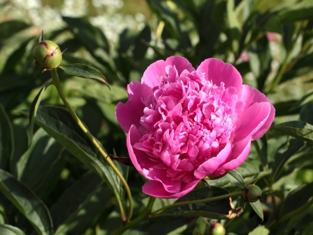 Pink peony over the green leavesの写真素材