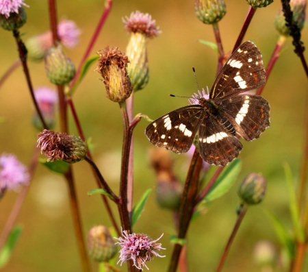 Brown butterfly on the purple flowerの写真素材
