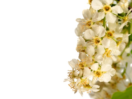 Bird cherry tree blossom isolated on white backgroundの写真素材