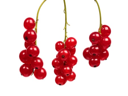 Red currant isolated on white backgroundの写真素材