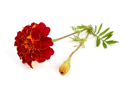 Red marigold isolated on white backgroundの写真素材