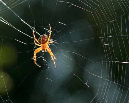 Closeup view of a spider in the netの写真素材