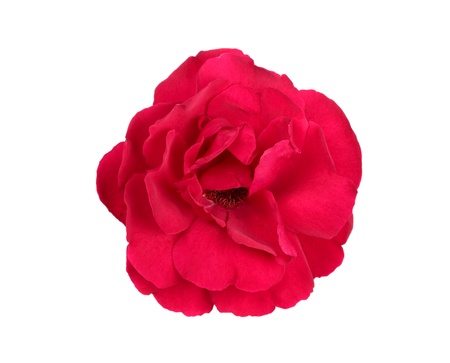 Red rose isolated on white backgroundの写真素材