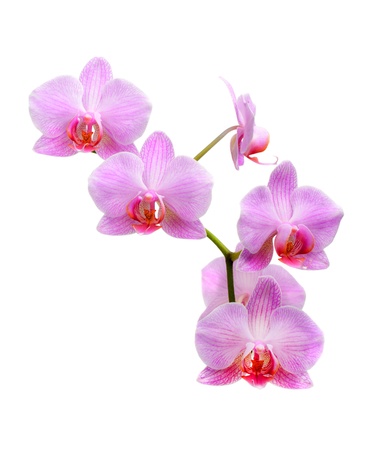 Pink orchid isolated on white backgroundの写真素材