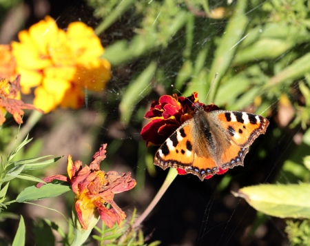 Butterfly urticaria sitting on a red flowerの写真素材