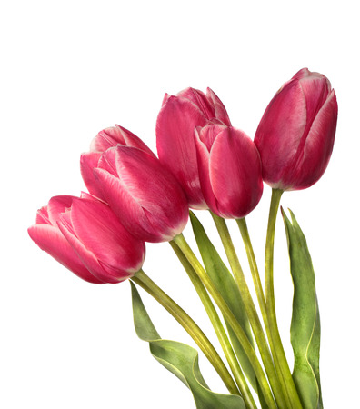 Red tulips isolated on white backgroundの写真素材