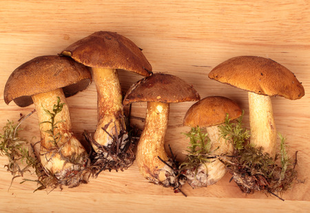 Mossiness mushrooms on the chopping boardの写真素材