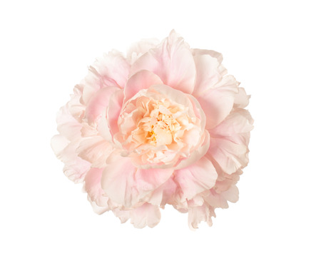 White peony head isolated on white backgroundの写真素材