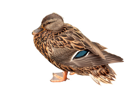 Female duck isolated on white backgroundの写真素材