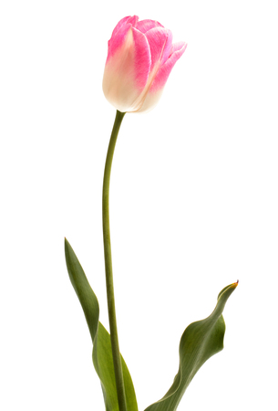 Pink tulip flower isolated on white backgroundの写真素材
