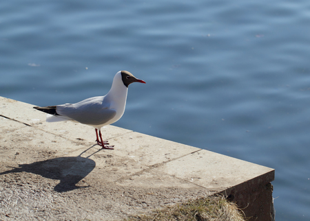 Seagull standing on the beach