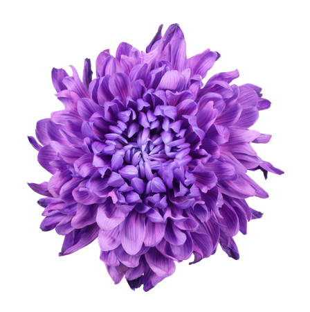 Purple chrysanthemum isolated on white backgroundの写真素材
