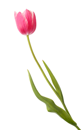 Pink tulip flower isolated on white backgroundの写真素材