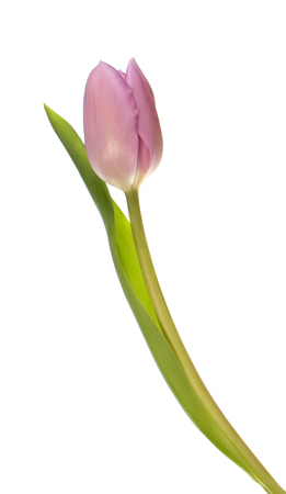 Pink tulip flower isolated on white backgroundの写真素材