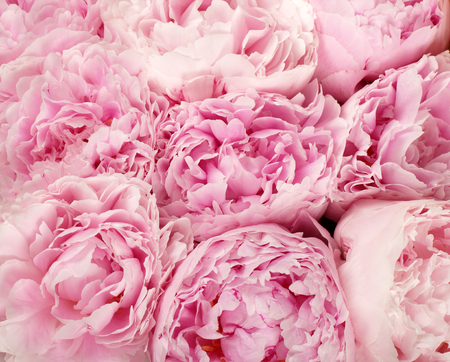 Pink peonies  for backgroundの写真素材