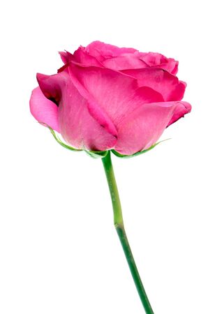 Pink rose flower isolated on white backgroundの写真素材