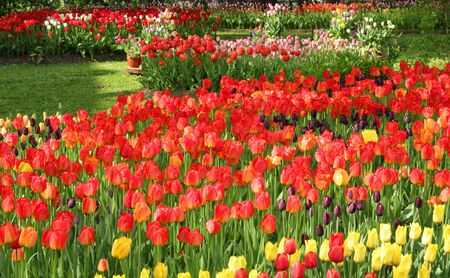 Different color tulips in the spring parkの写真素材