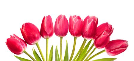 Bouquet of red tulips isolated on white backgroundの写真素材
