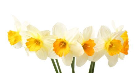 Bouquet of  white and yellow narcissus flowers  isolated on white backgroundの写真素材