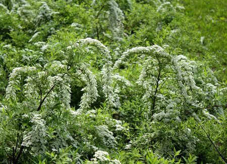 Bushes of blooming spiraea with white flowers for background.