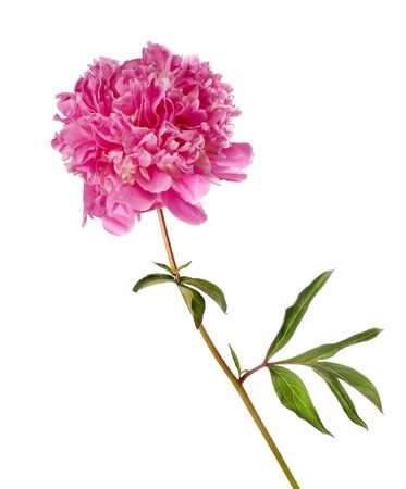 Beautiful pink peony isolated on a white backgroundの写真素材